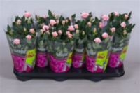 Rosa Parade Neza (grower)