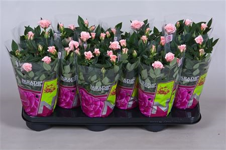 Rosa Parade Neza (grower)