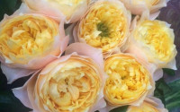 Rose Vuvuzela Golden 60 sm