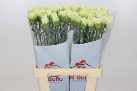 Dianthus Lady Moe Holland