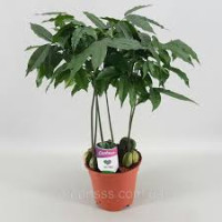 Castanospermum  Magni 12/50