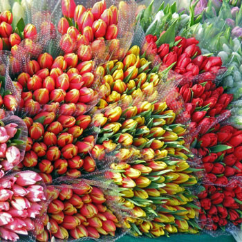 Tulp World Bowl
