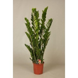 Zamioculcas Pixie 17/75