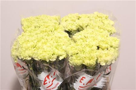 Dianthus Goblin Holland
