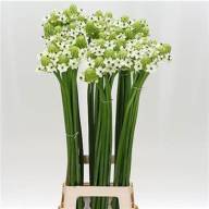 Ornithogalum Mount Fuji Х10 - Ornithogalum-saundersiae-wholesale-8