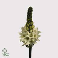 Ornithogalum Mount Fuji Х10 - A4036_H_1