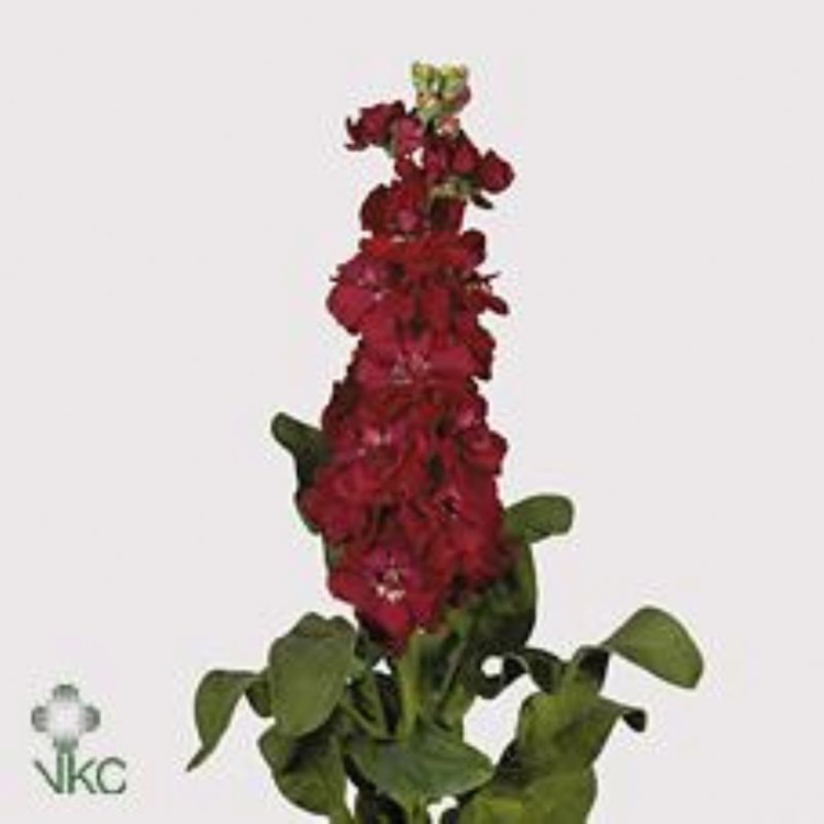 Matthiola Francesca X10