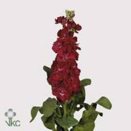 Matthiola Francesca X10 - Skintos_Matth Francesca_800_psc_htm_imagesCAM5O1VU