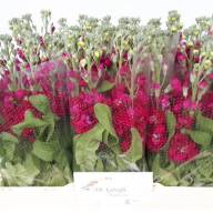 Matthiola Francesca X10 - caba2caa-f947-3d31-8daf-07bf0572bea6