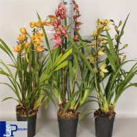 Cymbidium Pink Shell 3-tak 14/80