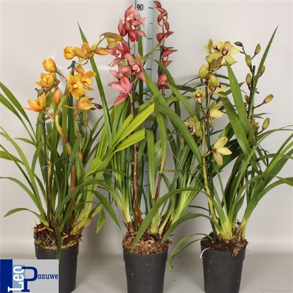 Cymbidium Pink Shell 3-tak 14/80