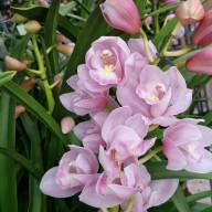 Cymbidium Pink Shell 3-tak 14/80 - зображення_viber_2025-02-27_18-17-51-901