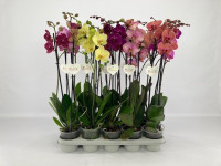 Phal 2-tak Sunset Love 12/45