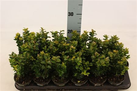 Buxu Sempervirens 9/18
