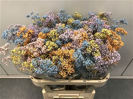 Gypsophila Million Star Pastel Rainbow Holland