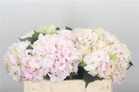 Hydr Z Emerald Champagne X5 - 50cm