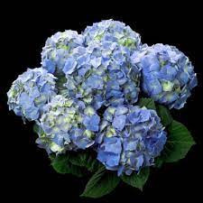 Hydrangea Bela 26/65