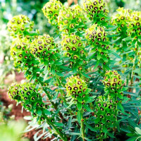 Euphorbia Pearl 12/28