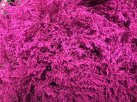 Solidago Carzan Glory 70sm
