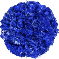 Hydr Z Hot Blue Dark X5 Holland