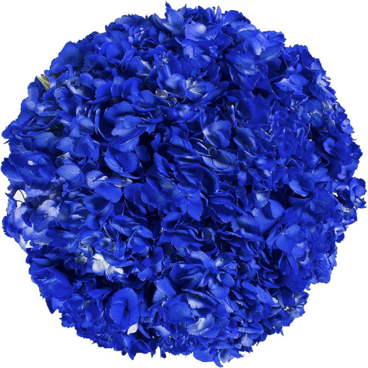 Hydr Z Hot Blue Dark X5 Holland