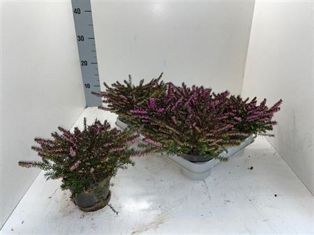 Erica Da Kramers Rote 11/17