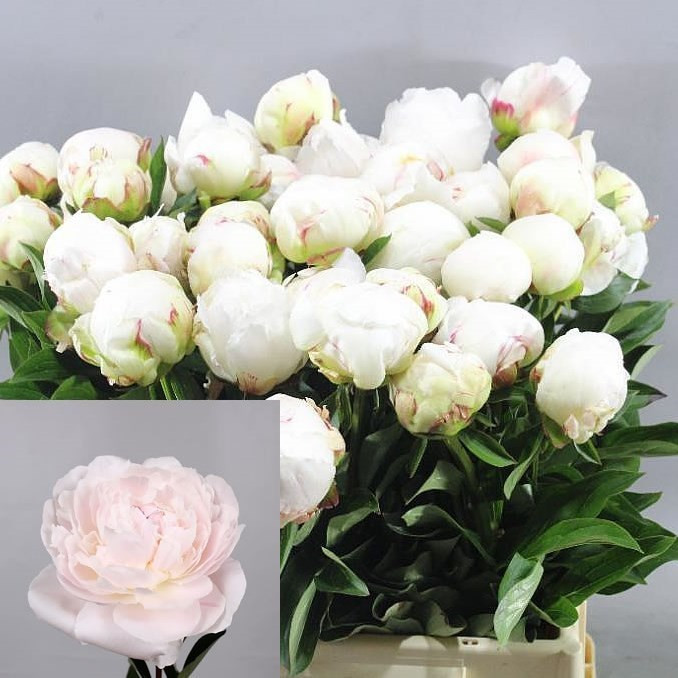 Paeonia Odile X10