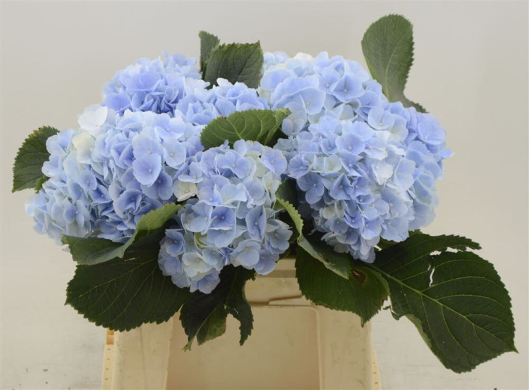 Hydr Z Verena Blauw 50 cm X5