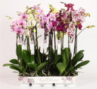 Phal 2-tak Piko Pink 12/60