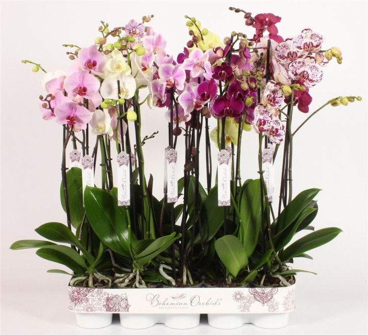 Phal 2-tak Piko Pink 12/60