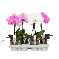 Phal 1-tak A2 Singolo Mix 9/35