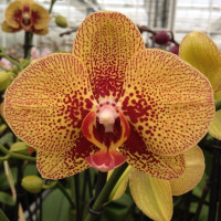 Phal 3-tak Phalaenova Mix 12/65