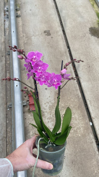 Phal 2-tak Levo Multi Paars 12/35