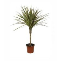 Drac Marginata 17/75