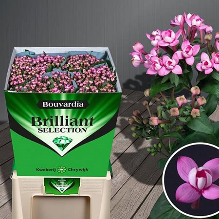Bouardia Dark Pink