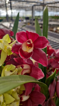Cymbidium 2-tak Red 12/55