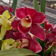 Cymbidium 2-tak Red 12/55 - зображення_viber_2025-04-25_17-35-12-707