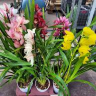 Cymbidium 2-tak Red 12/55 - 143605263_151582953_H_2