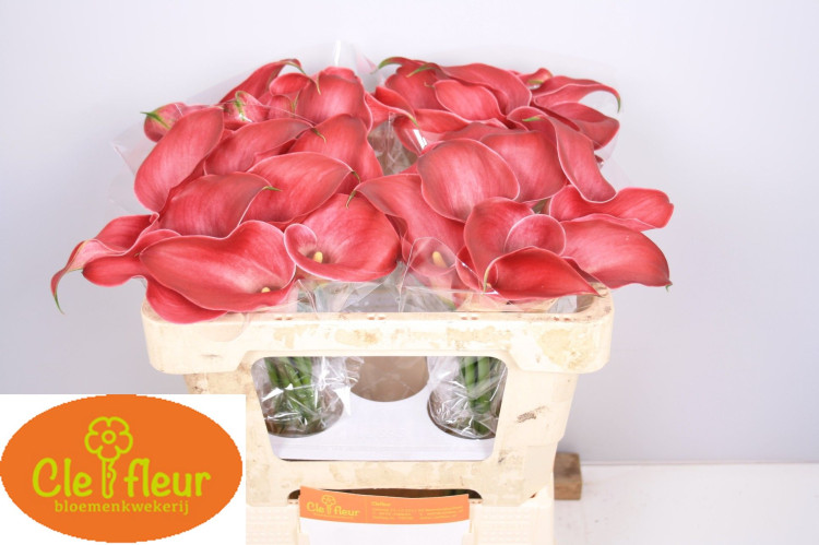 Zanted S Claudia X10 Holland