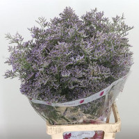 Limonium Skylight Holland