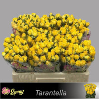 Spray Tarantella 60 sm