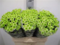 Chr San Ferry Lime