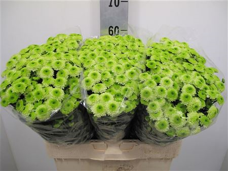 Chr San Ferry Lime