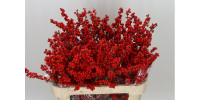 Ilex Ve Rode Bes 35 sm