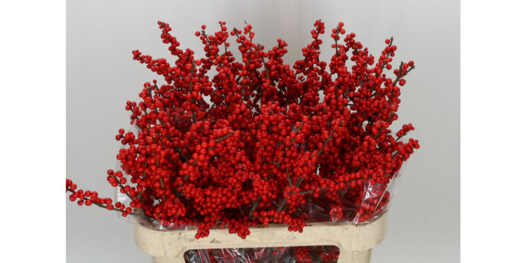 Ilex Ve Rode Bes 35 sm