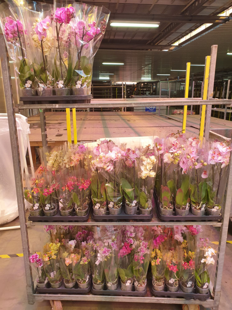Phal A2 1-tak Sion Multi Mix 12/40