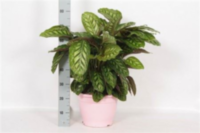 Calathea Flamestar