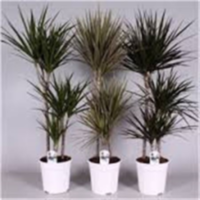Dracaena Gem 90-60-30 (clock)