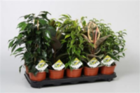 Ficus Basis Mix 2-3 Srt (grower)