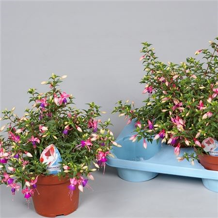Fuchsia Rosalien Rose-paars